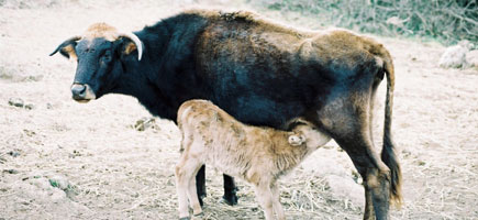 Vaca mallorquina - Caràcters generals