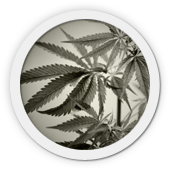 icono_drogas.png