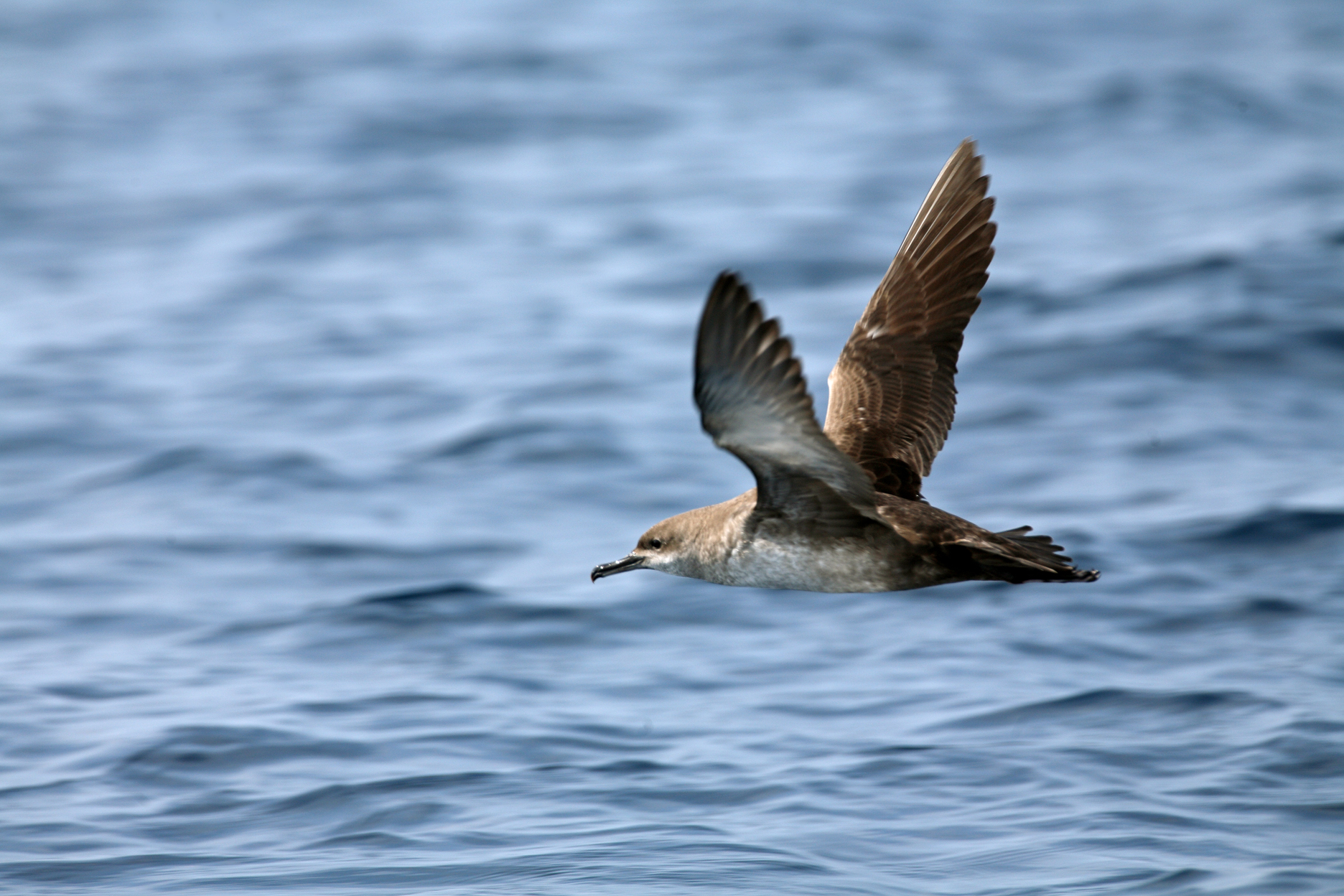 Seabirds. Recovery of the Balearic shearwater and other Balearic marine birds