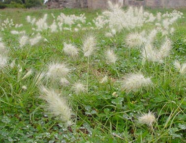 pennisetum villosum.jpg