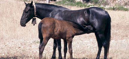 Cavall mallorquí - Dades generals