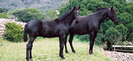 Cavall menorquí - Dades generals
