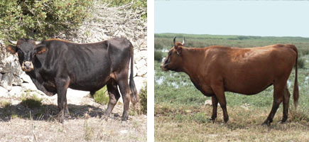Vaca mallorquina - Característiques més destacades