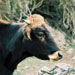 Vaca mallorquina - Galeria - Icona 04
