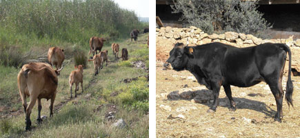 Vaca mallorquina - Orígens