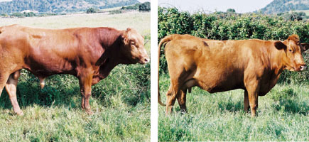 Vaca menorquina - Característiques més destacadas