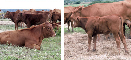 Vaca menorquina - Orígens