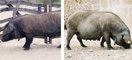 Cerdo negro - Características más destacadas