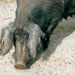 Cerdo negro - Galería - Icono 01
