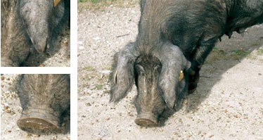 Cerdo negro - Galería - Imagen 01