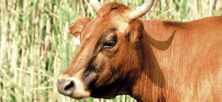 Vaca mallorquina - Datos generales