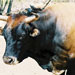 Vaca mallorquina - Galeria - Icono 01