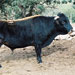 Vaca mallorquina - Galeria - Icono 03