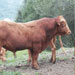 Vaca menorquina - Galería - Icono 05
