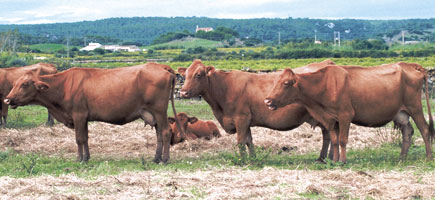 Vaca menorquina - Datos generales