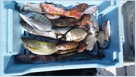 Peixos