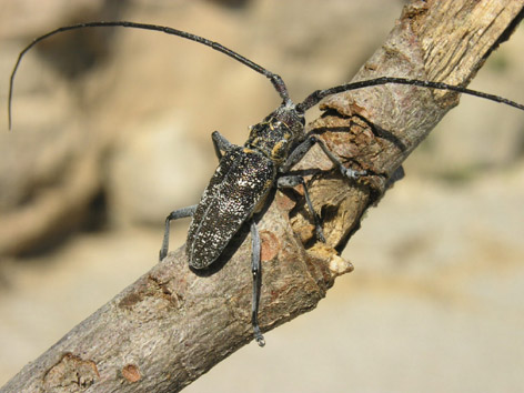 Altres plagues forestals - Magnífic exemplar de (Monochamus galloprovincialis).