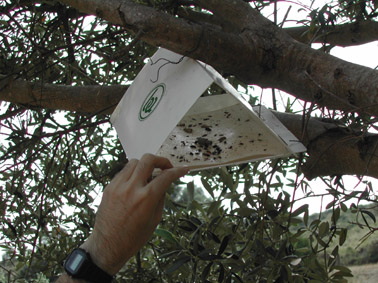 Altres plagues forestals - Trampa tipus delta per captura d'insectes voladors.