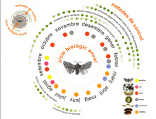 Procesionaria del pino - Ciclo anual completo de la procesionaria del pino.