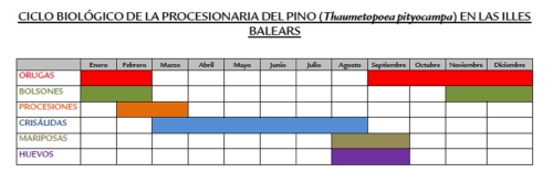 Procesionaria del pino - Ciclo largo de la procesionaria del pino.