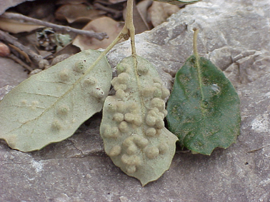 Otras plagas forestales - Síntomas típicos: agallas en forma de "bolitas o bultitos" en el envés de las hojas.