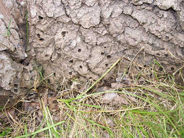 Otras plagas forestales - Orificios de salida de (Sesia apiformis).