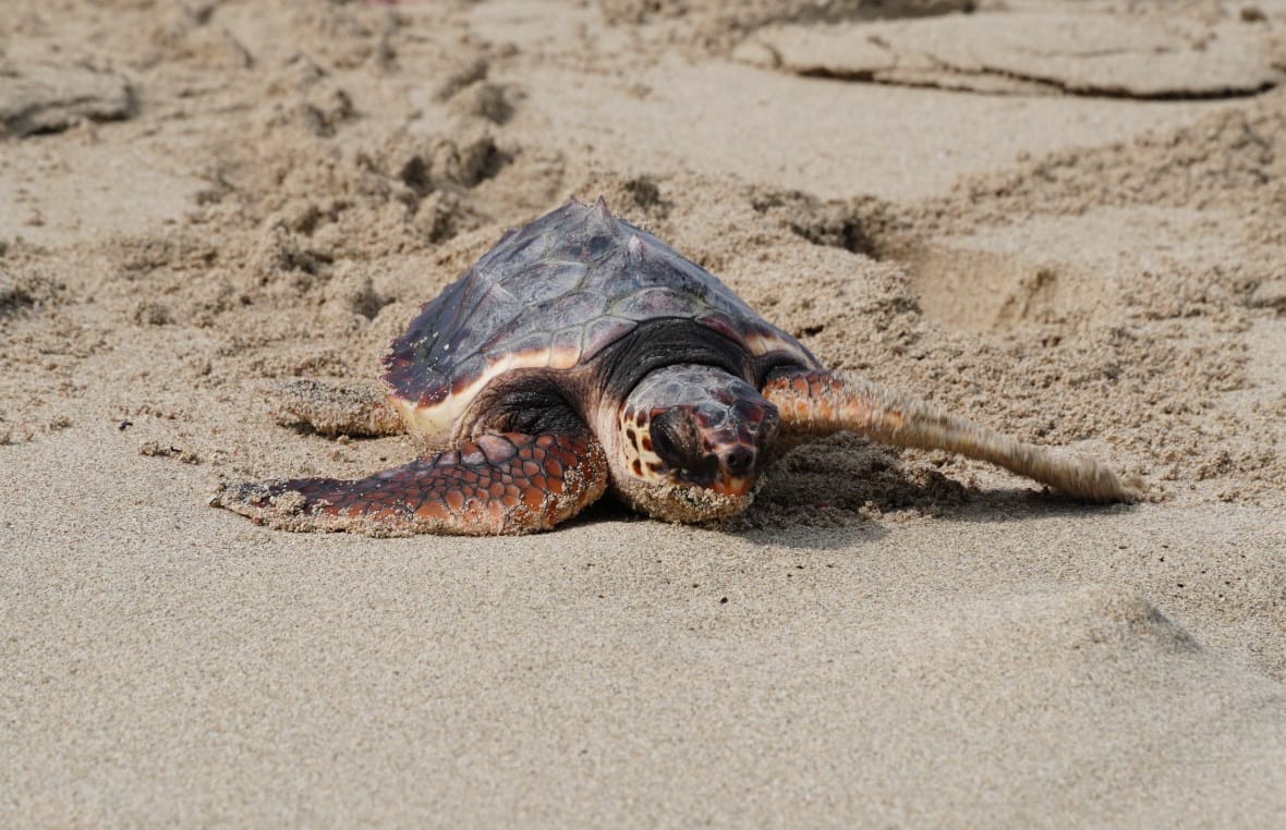 Imagen del artículo Medio Natural informa del inicio de la tercera edición de la campaña de concienciación y divulgación sobre la nidificación de tortuga marina en las Illes Balears