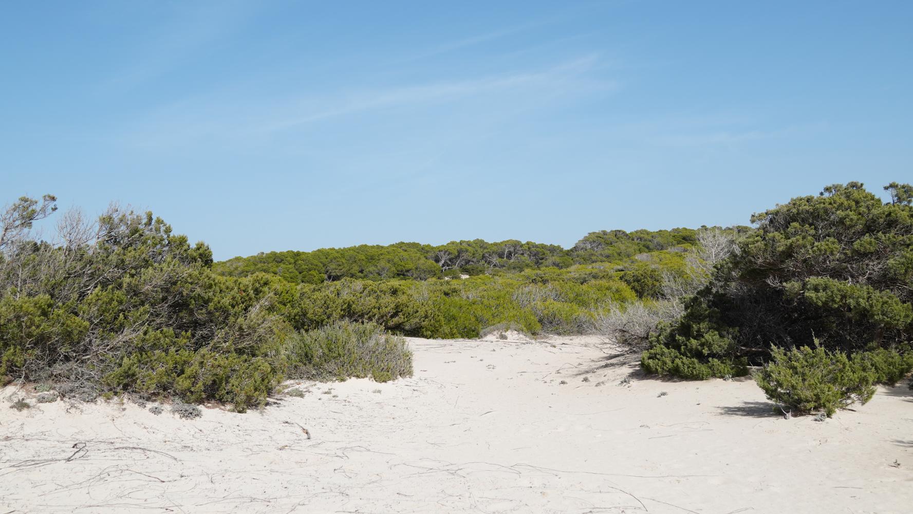 Medio Ambiente inicia una consulta pública previa a la elaboración del Plan  de Gestión Natura 2000 Costa Sur de Mallorca