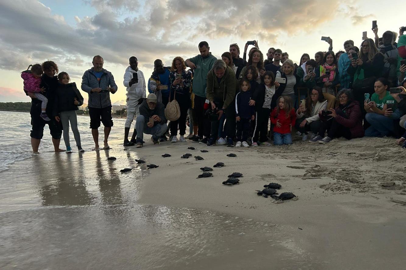 Imagen del artículo La Conselleria de Agricultura, Pesca y Medio Natural libera 47 tortugas marinas nacidas en las Illes Balears este verano