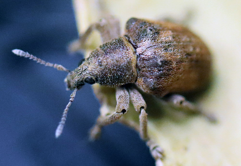 Imagen del artículo Medio Natural confirma el hallazgo del escarabajo exótico e invasor 'Gonipterus platensis' en Mallorca