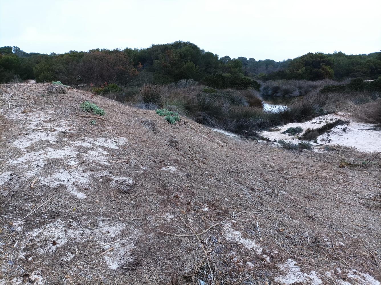 Imagen del artículo Medio Natural retira los montones de restos de posidonia acumulados de hace décadas en S'Arenal de Sa Ràpita, en el Parque Natural Marítimo-Terrestre Es Trenc - Salobrar de Campos, y los devuelve al mar