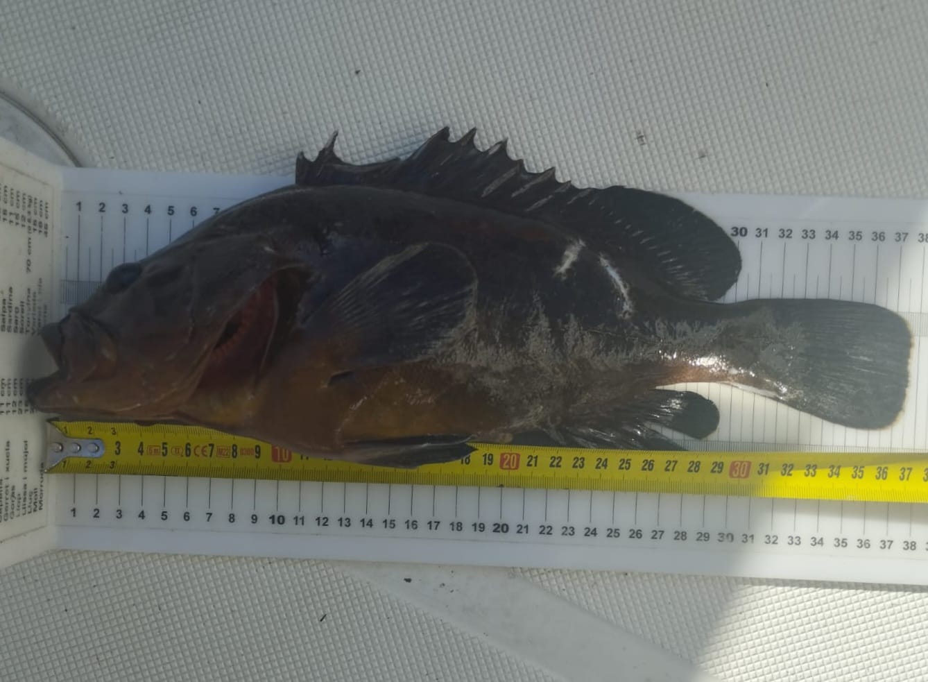 Imagen del artículo La Conselleria de Agricultura, Pesca y Medio Natural interpone tres denuncias por pesca ilegal en reservas marinas de las Illes Balears