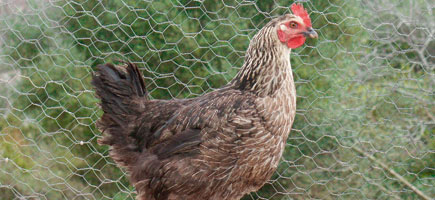 La Federación Pitiusa de Razas Autóctona intensifica su labor para recuperar la especie de gallina ibicenca