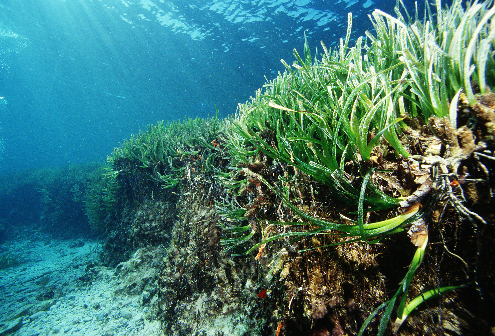 Balearischer Atlas der Seegraswiesen