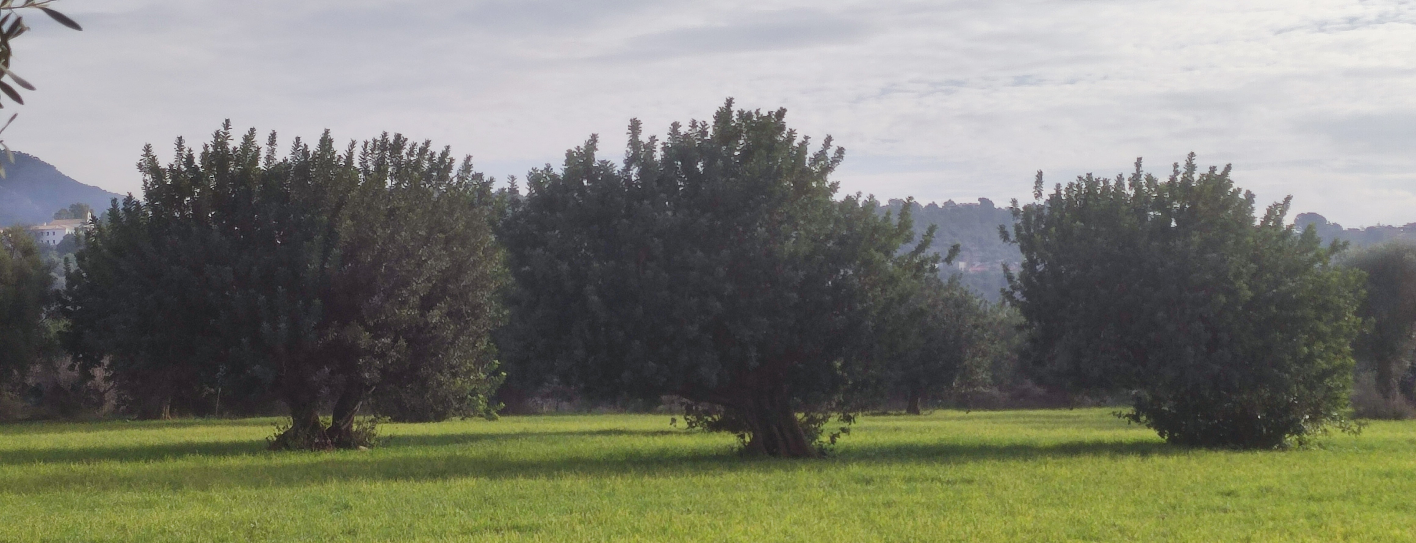 IMG_FINCA_WEB.JPG
