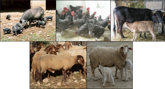 AUTOCHTHONOUS RACES