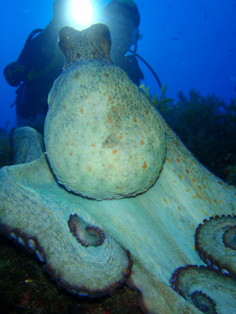 COMPROVACIONS SUBMARINES 18