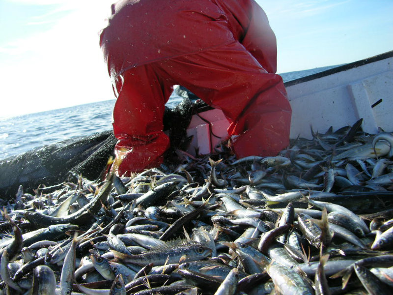Control Pesca Professional 5