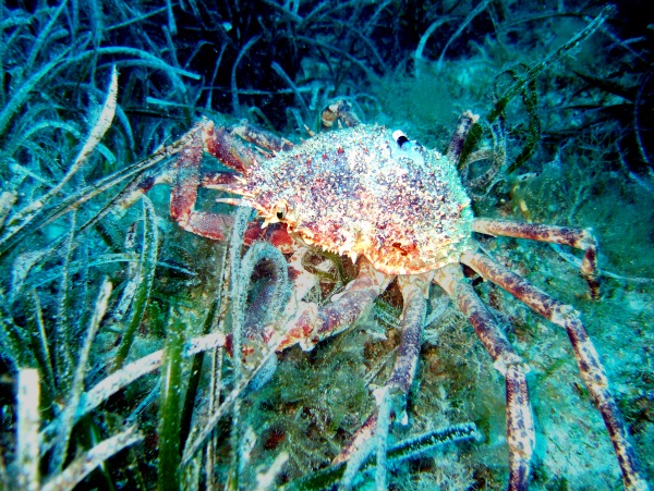 Centollo sobre posidonia