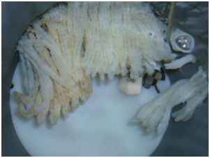 Puesta de pulpo fijada a un tubo de PVC. 