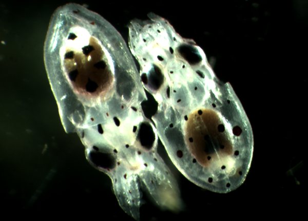 Larvas pulpo