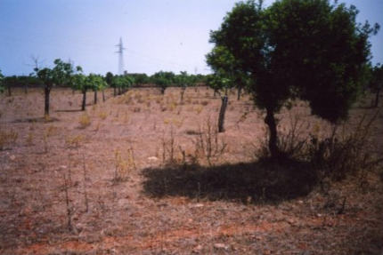 Fossa del pou de Son Bauló