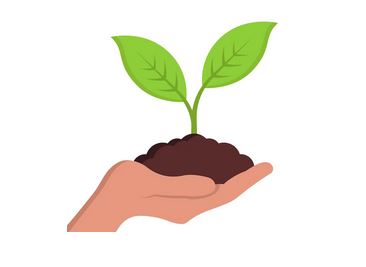 planta.JPG