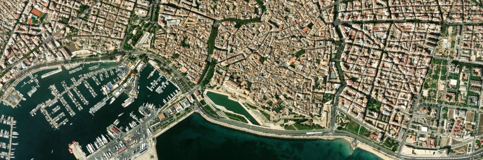 Palma panor