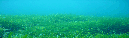 Praderies de Posidònia Oceànica