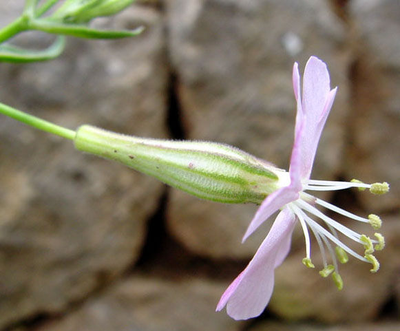 Silene hifacensis