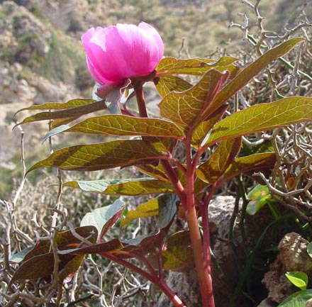 Paeonia_cambessedesii.jpg