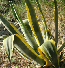 agave americana.jpg