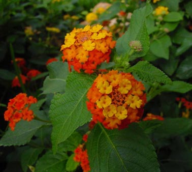 lantana camara.jpg