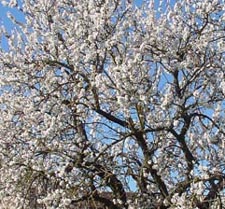 prunus dulcis.jpg